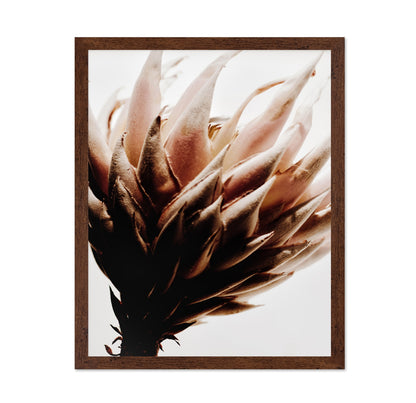 Warm Protea Bloom