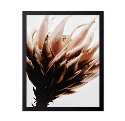 Warm Protea Bloom