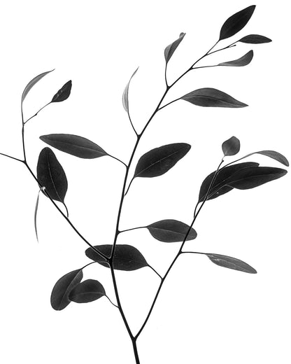 Minimal Leaf Branch No1