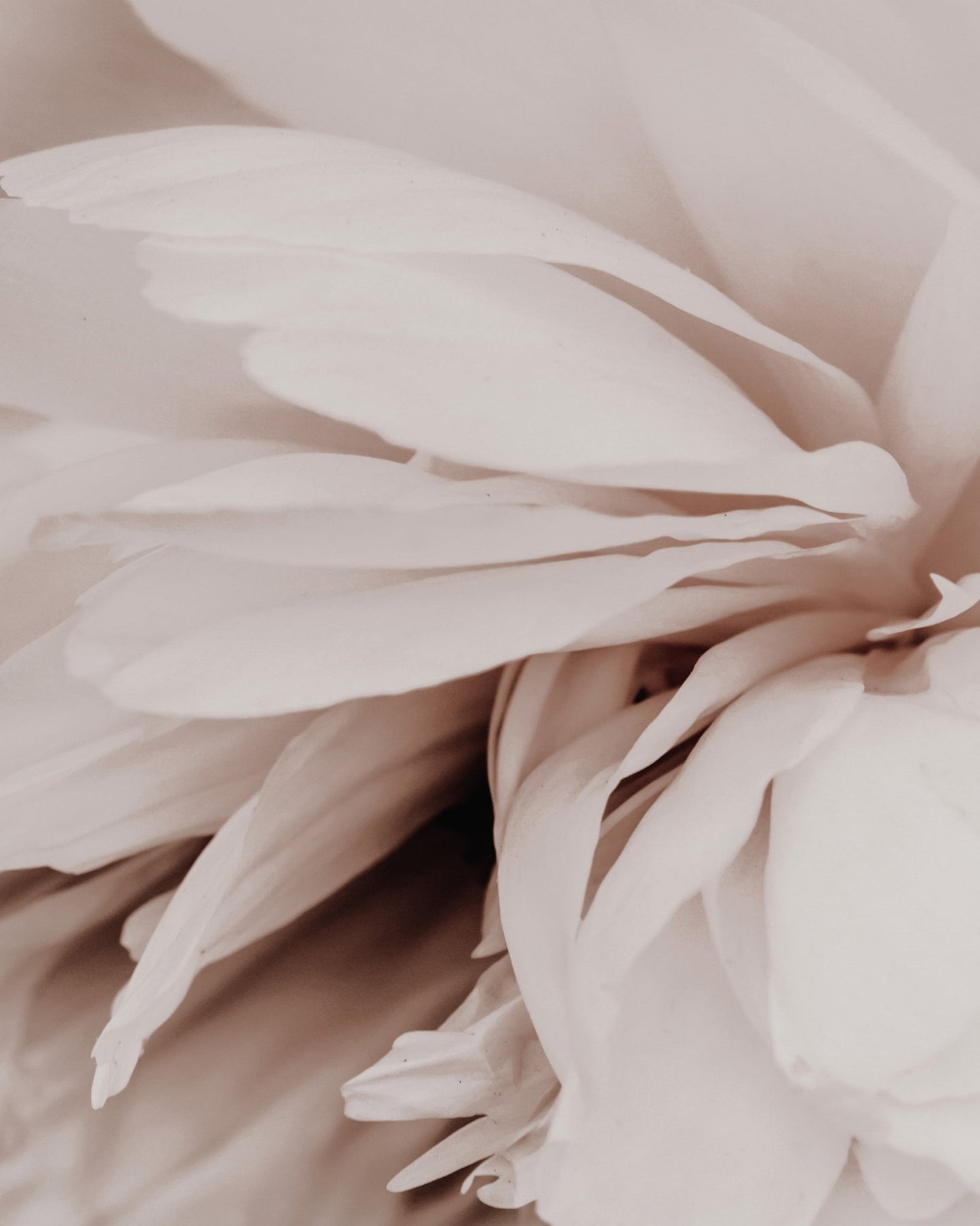 Soft Peony Bloom No1