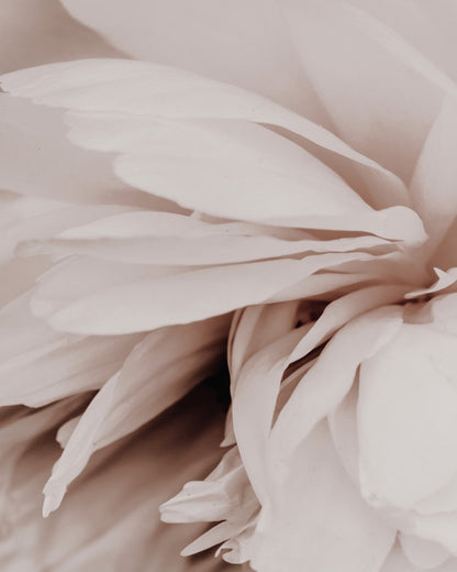 Soft Peony Bloom No1