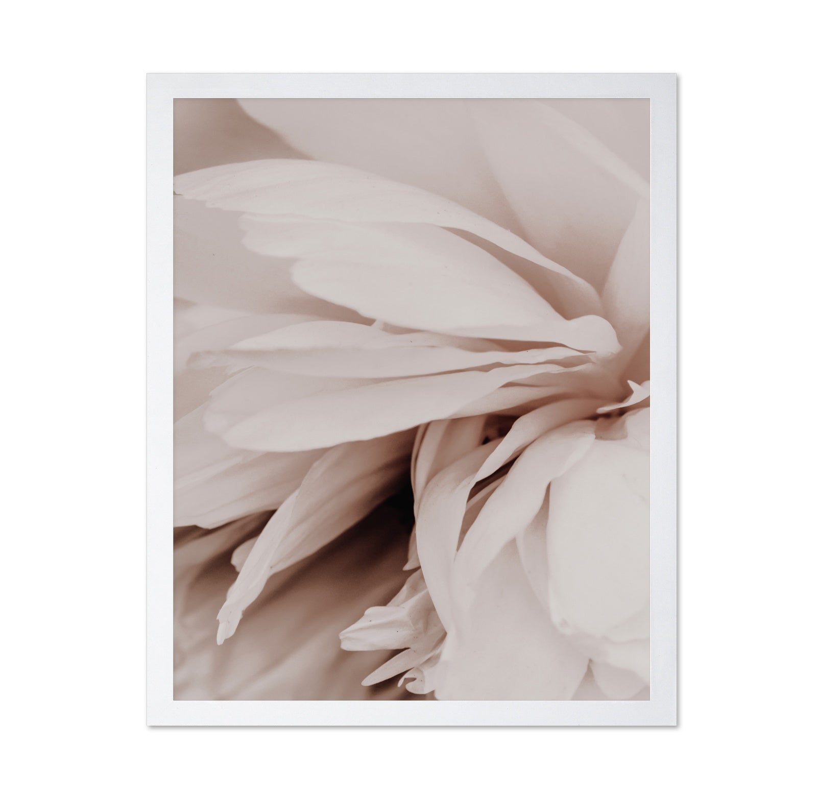 Soft Peony Bloom No1