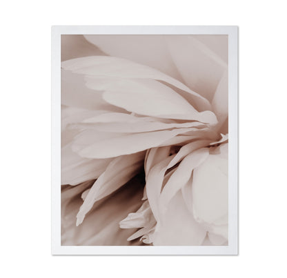 Soft Peony Bloom No1