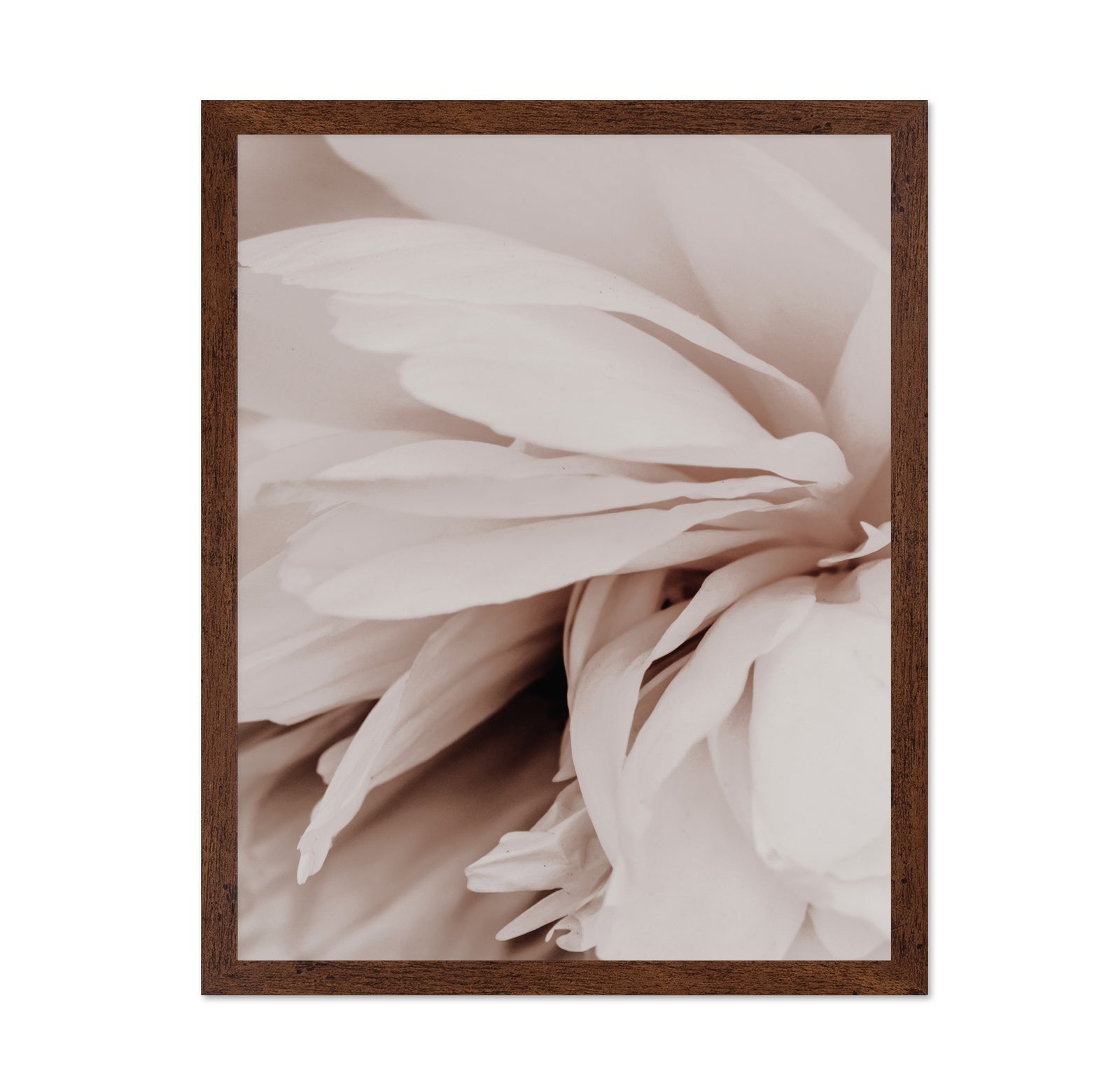 Soft Peony Bloom No1