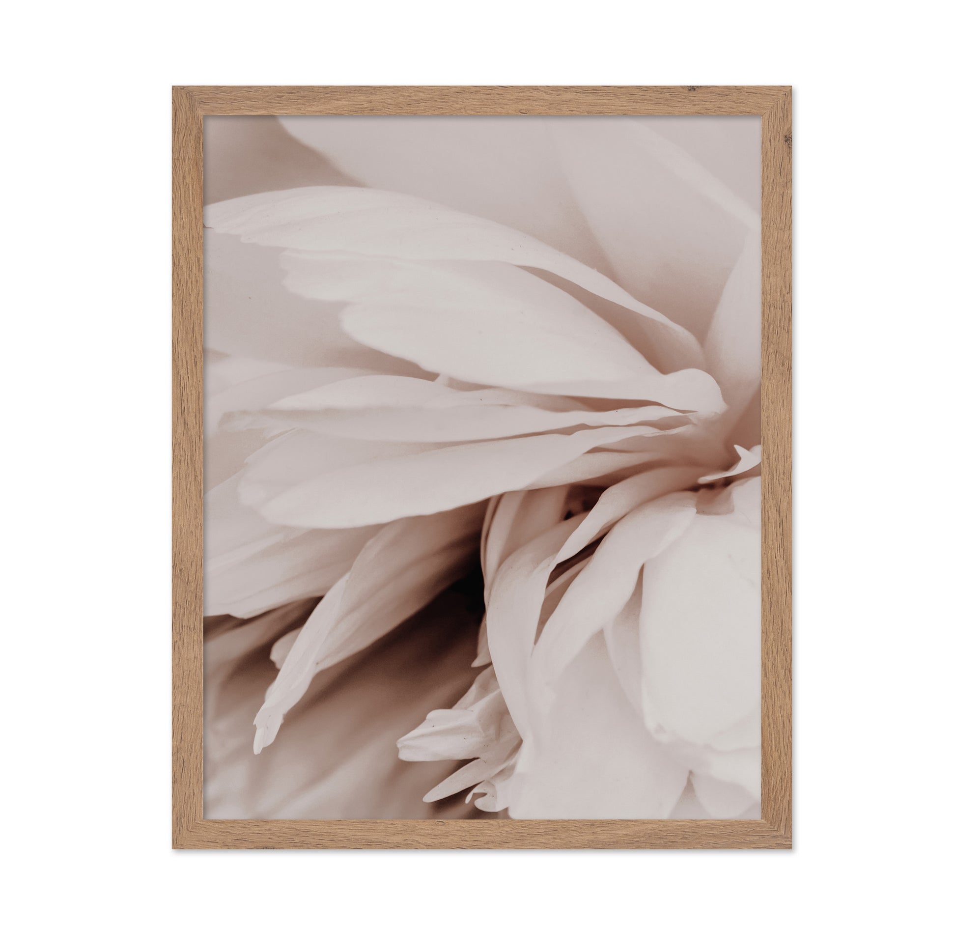 Soft Peony Bloom No1