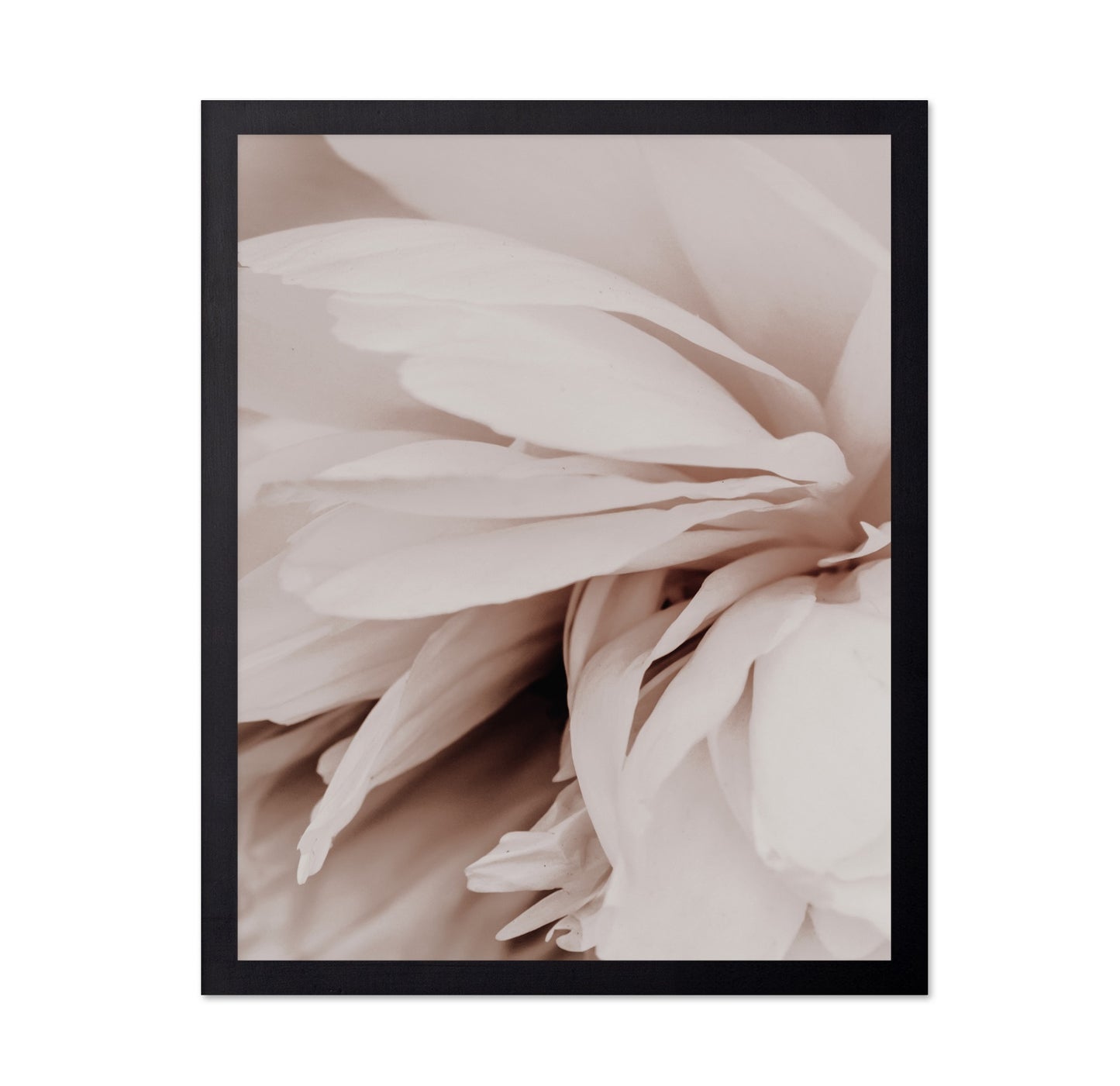 Soft Peony Bloom No1