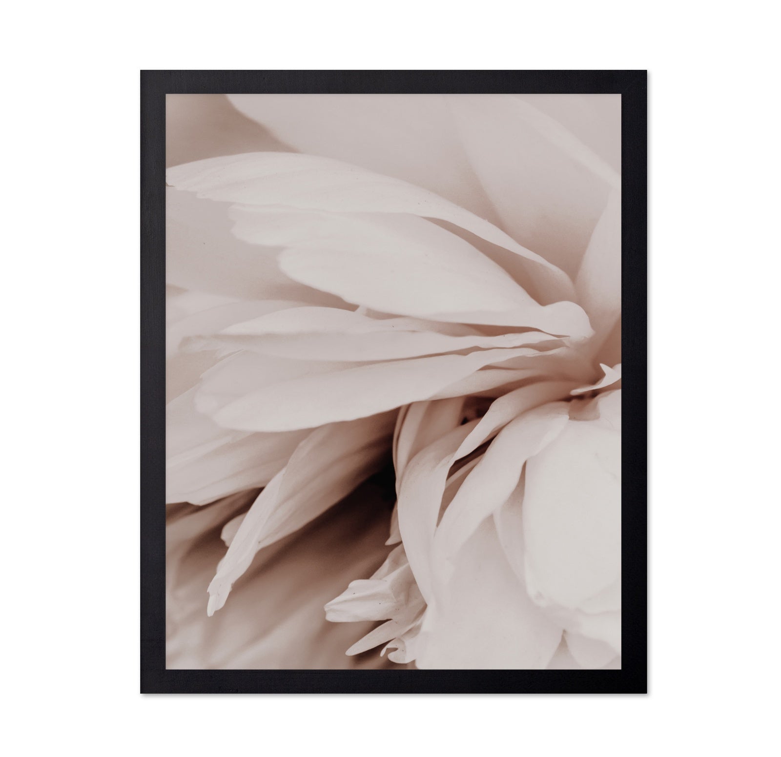 Soft Peony Bloom No1