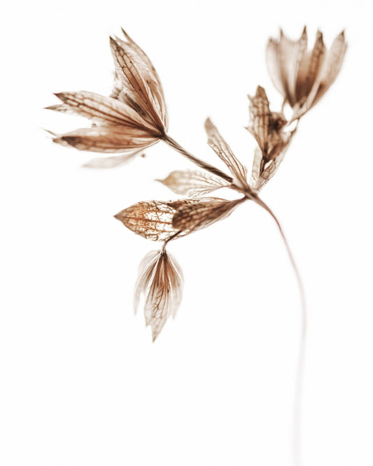 Dried Botanical Study No2