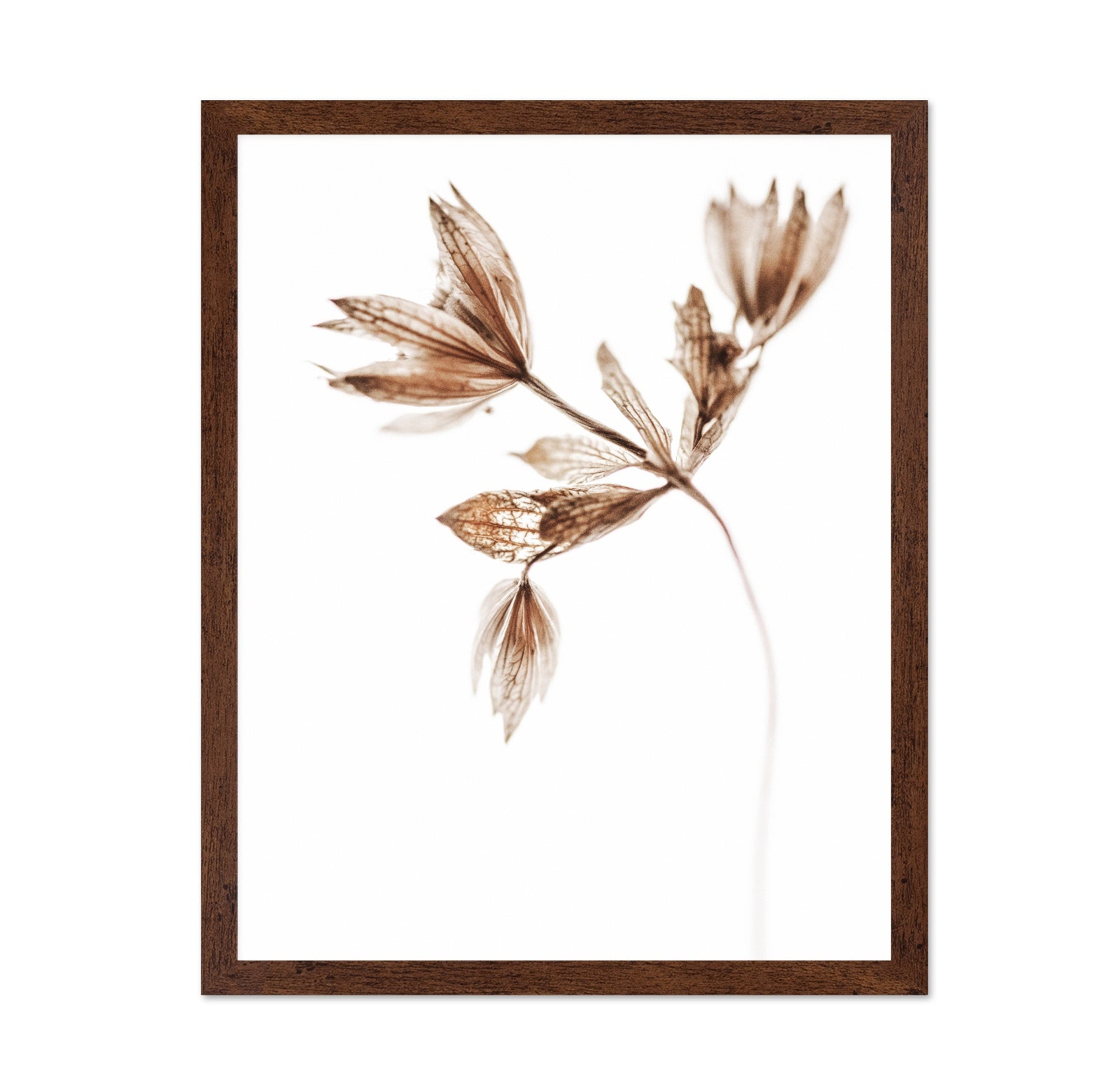Dried Botanical Study No2