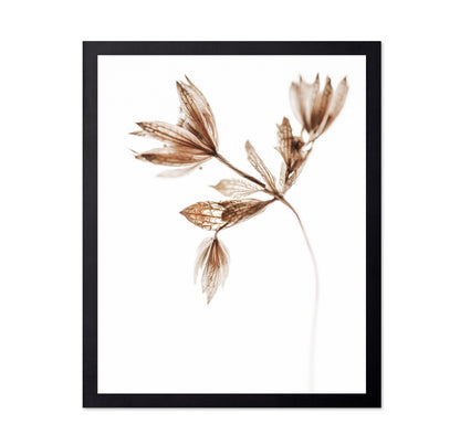 Dried Botanical Study No2