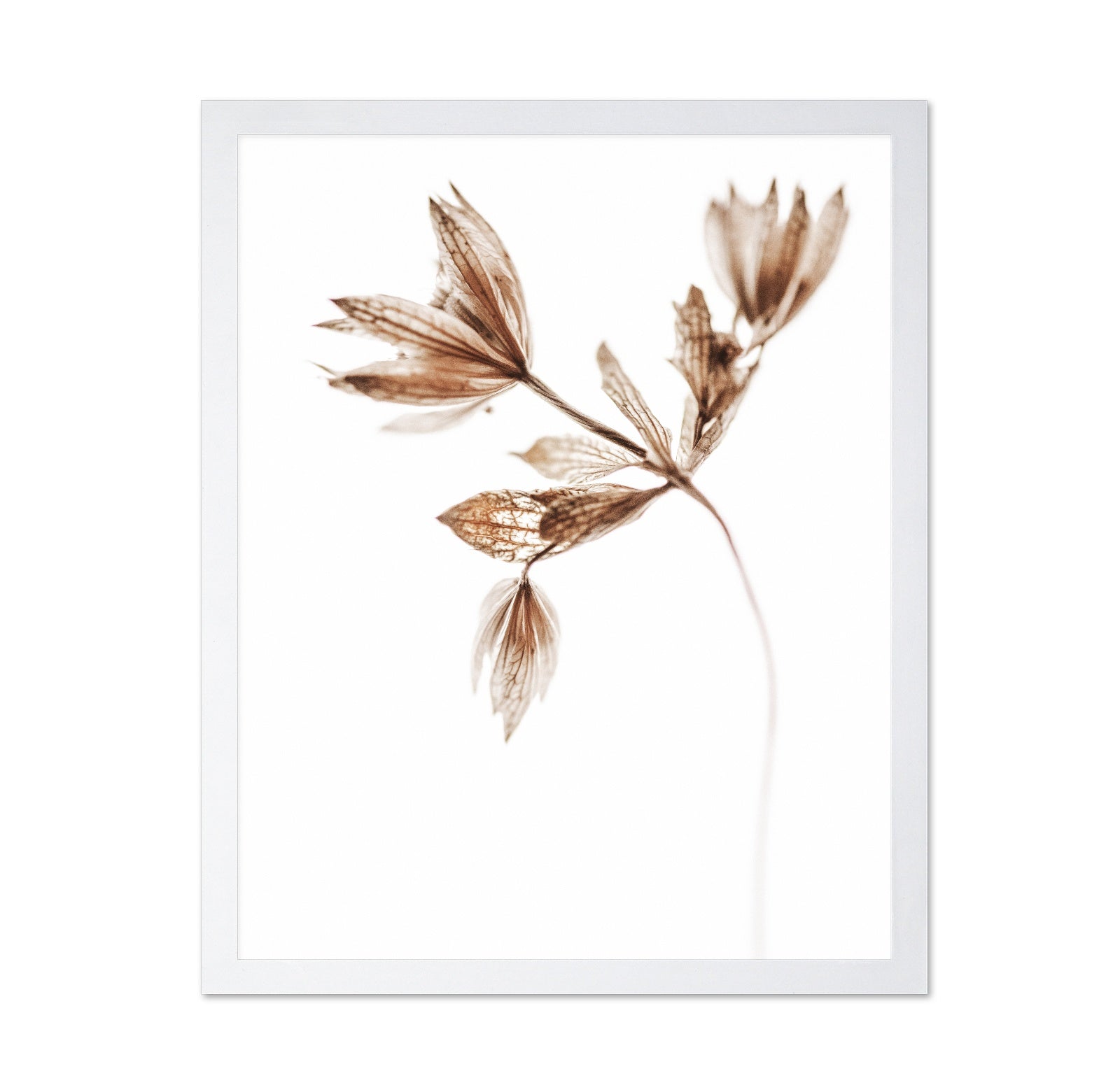 Dried Botanical Study No2