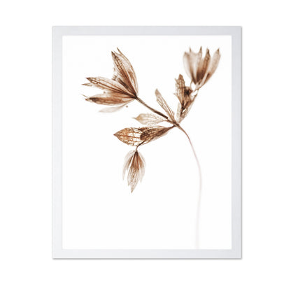 Dried Botanical Study No2