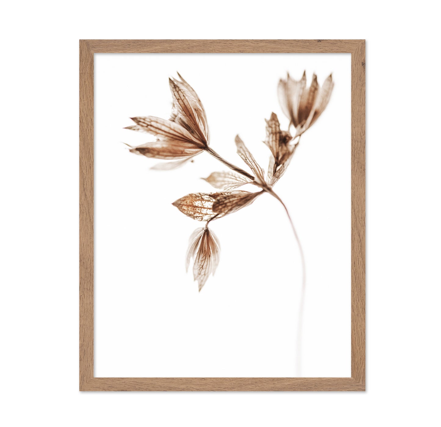 Dried Botanical Study No2