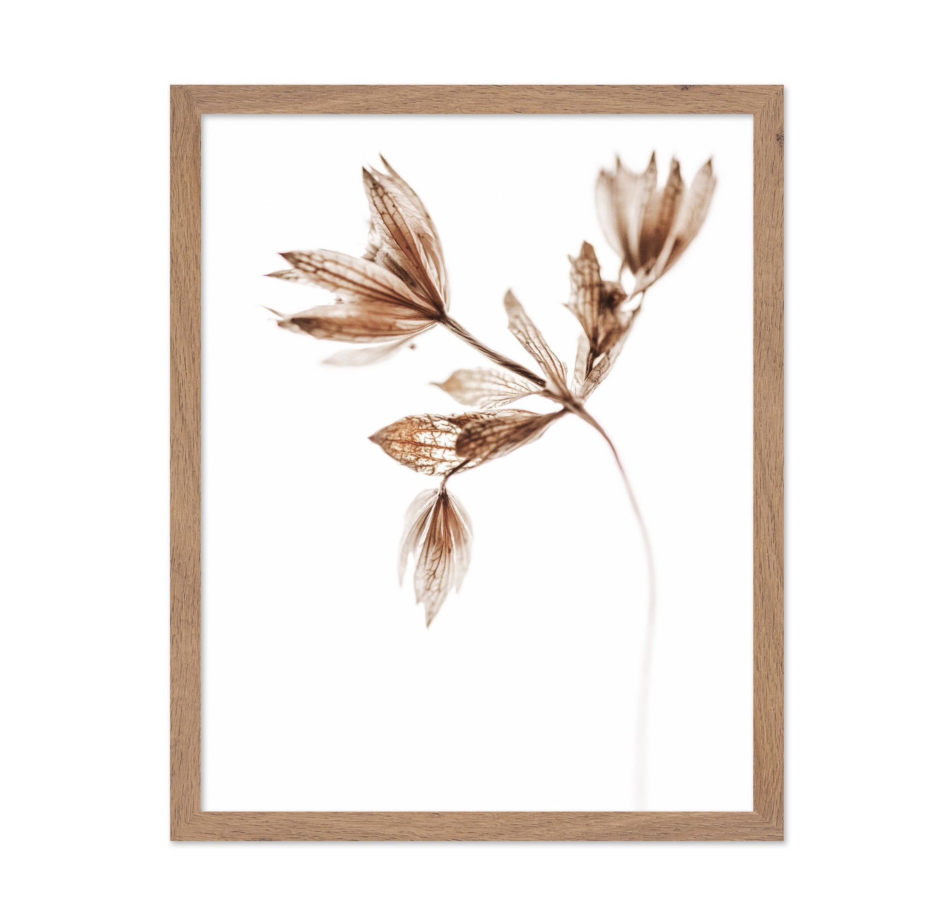 Dried Botanical Study No2