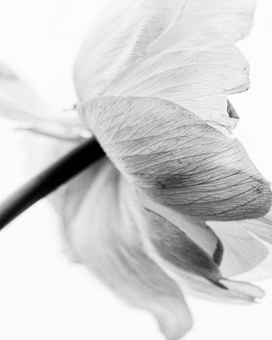 Soft Floral Closeup