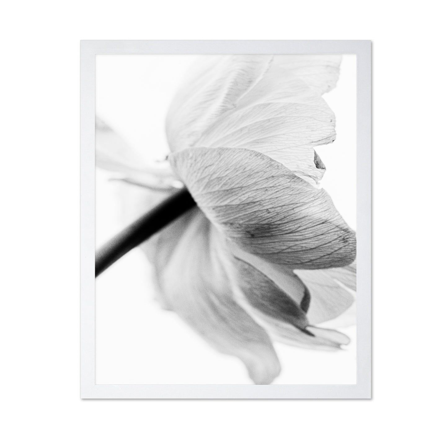 Soft Floral Closeup