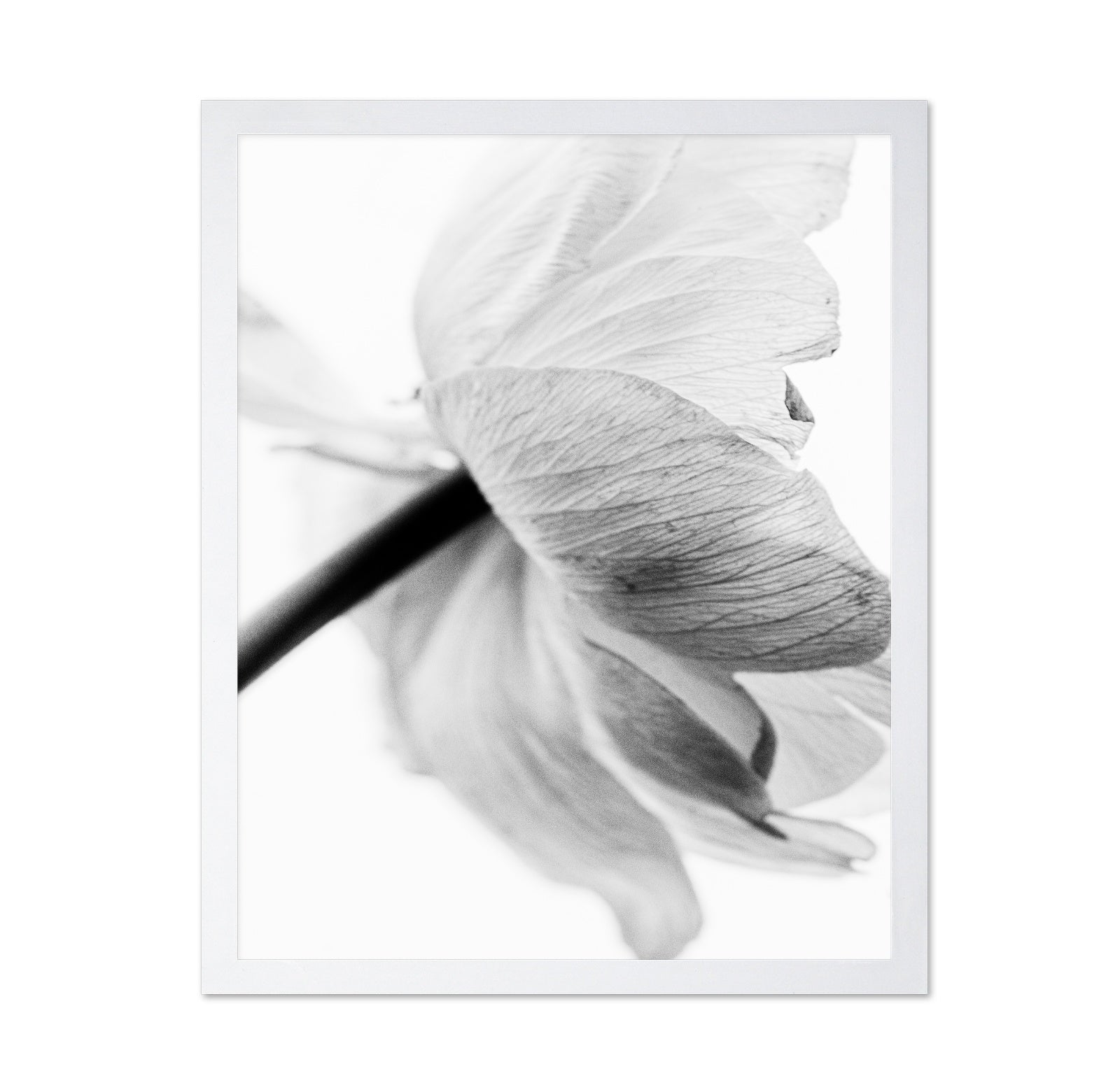 Soft Floral Closeup