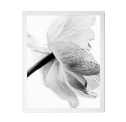 Soft Floral Closeup