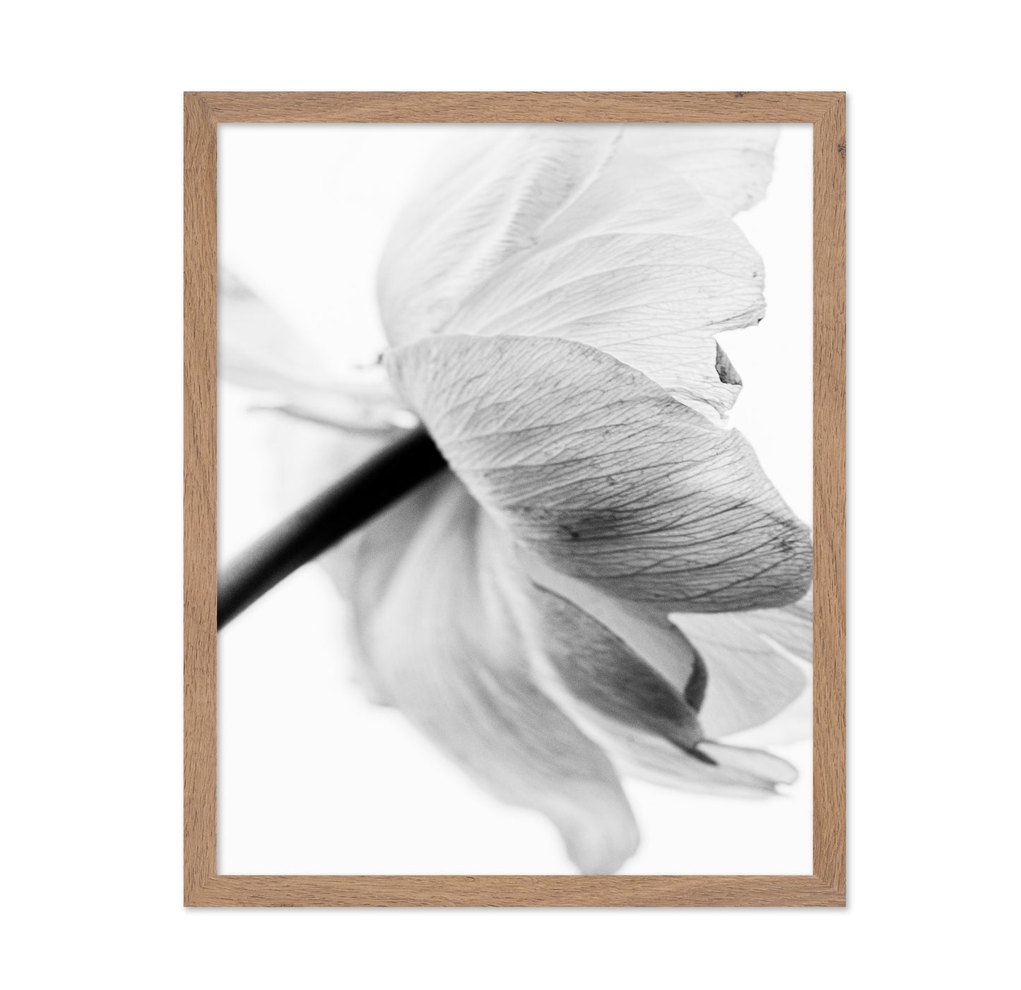 Soft Floral Closeup