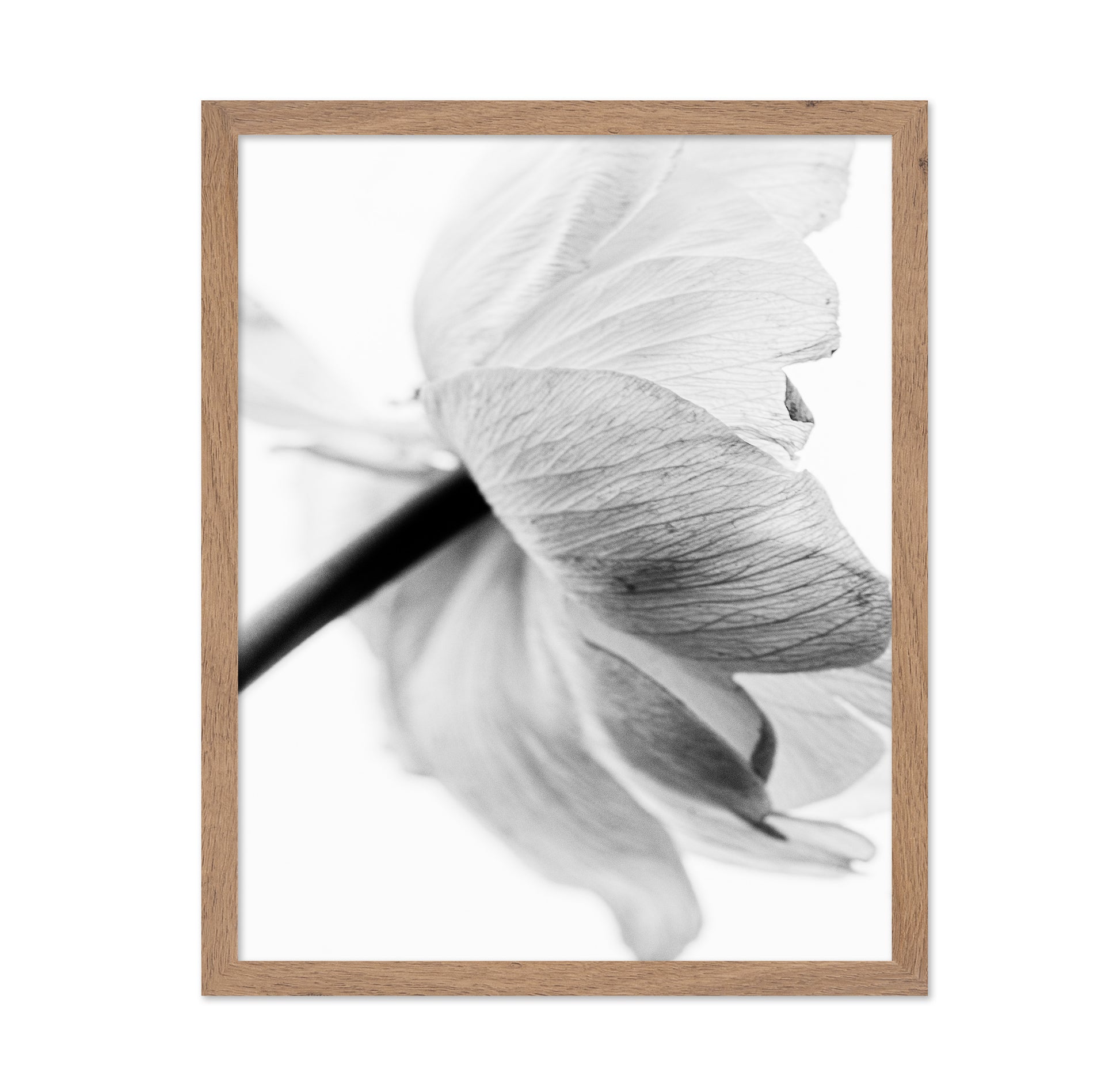 Soft Floral Closeup