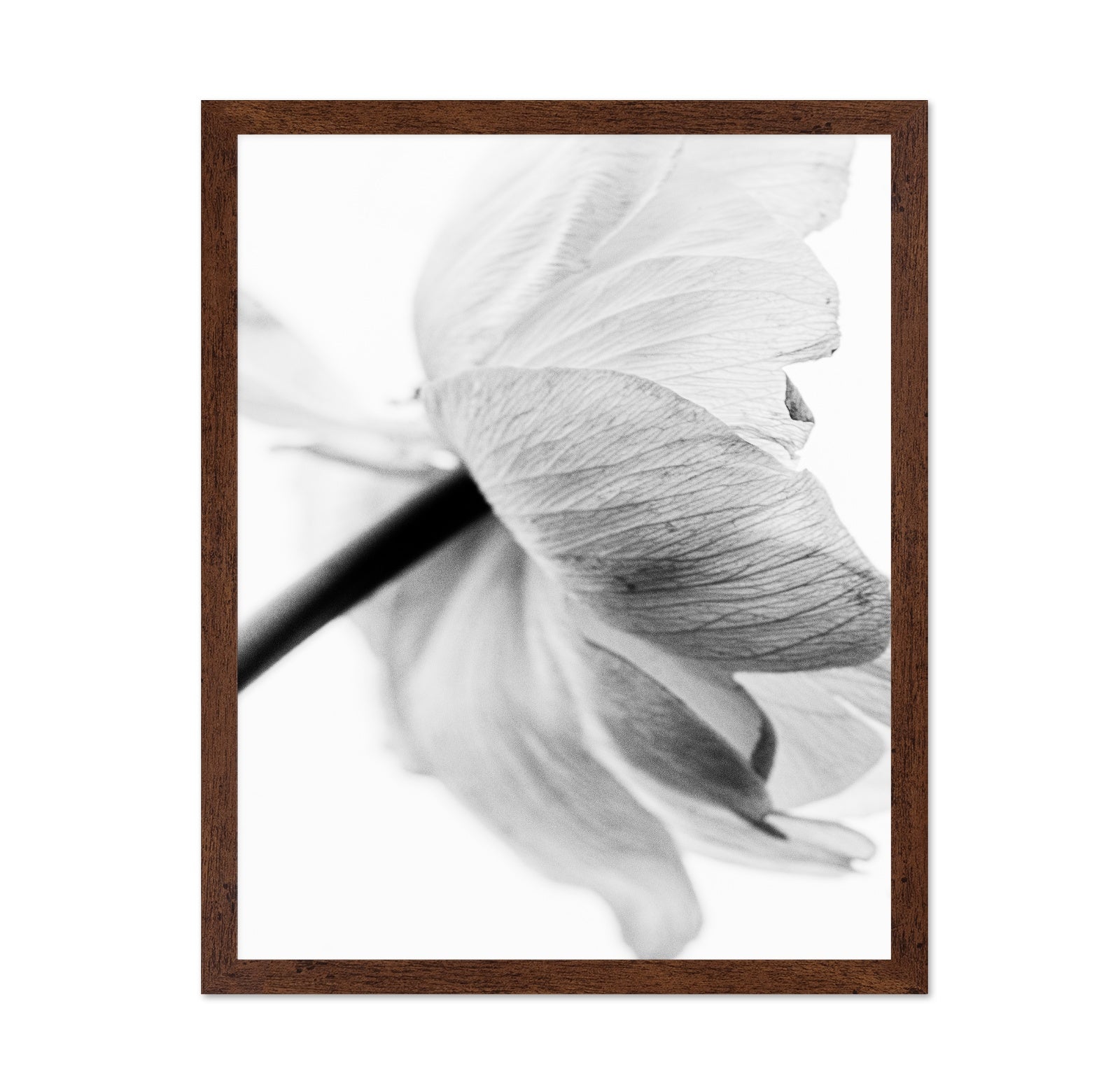 Soft Floral Closeup