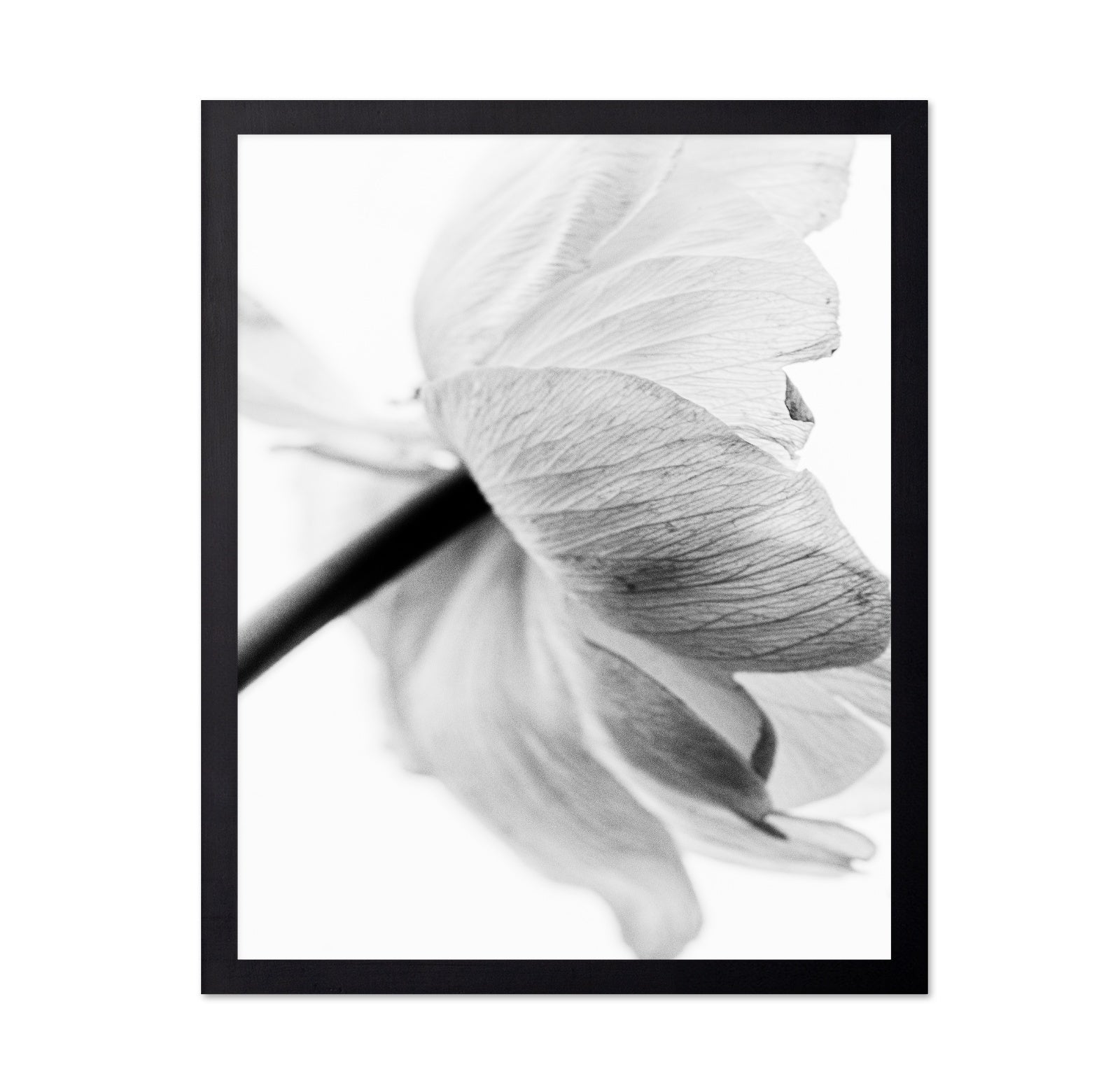 Soft Floral Closeup