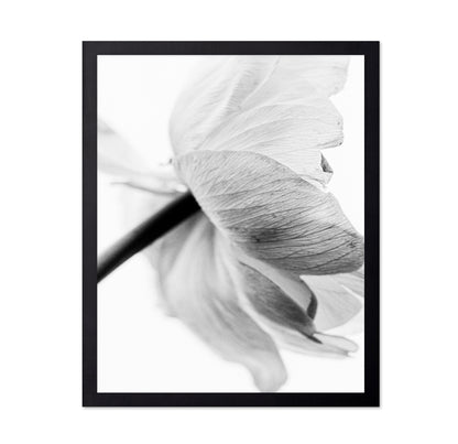 Soft Floral Closeup