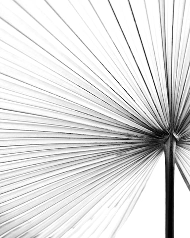 Palm Leaf Lines No2
