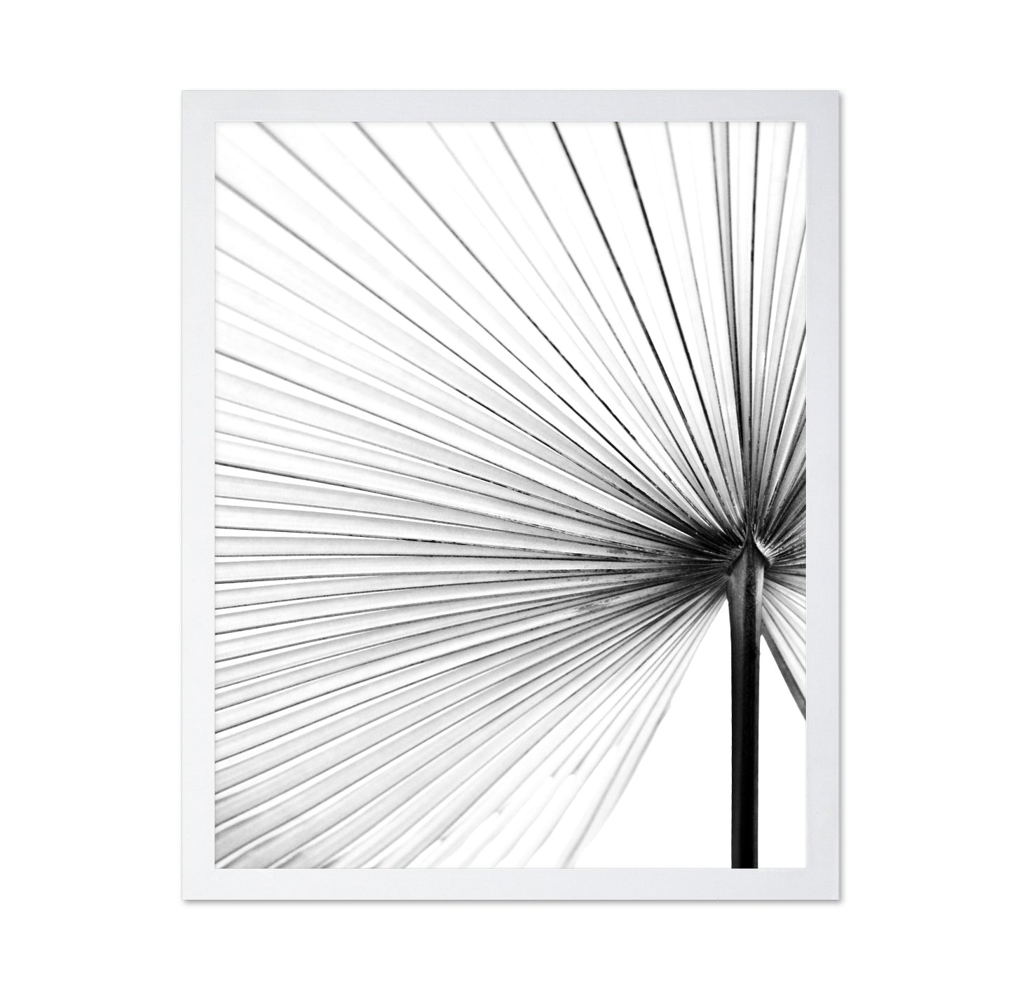 Palm Leaf Lines No2