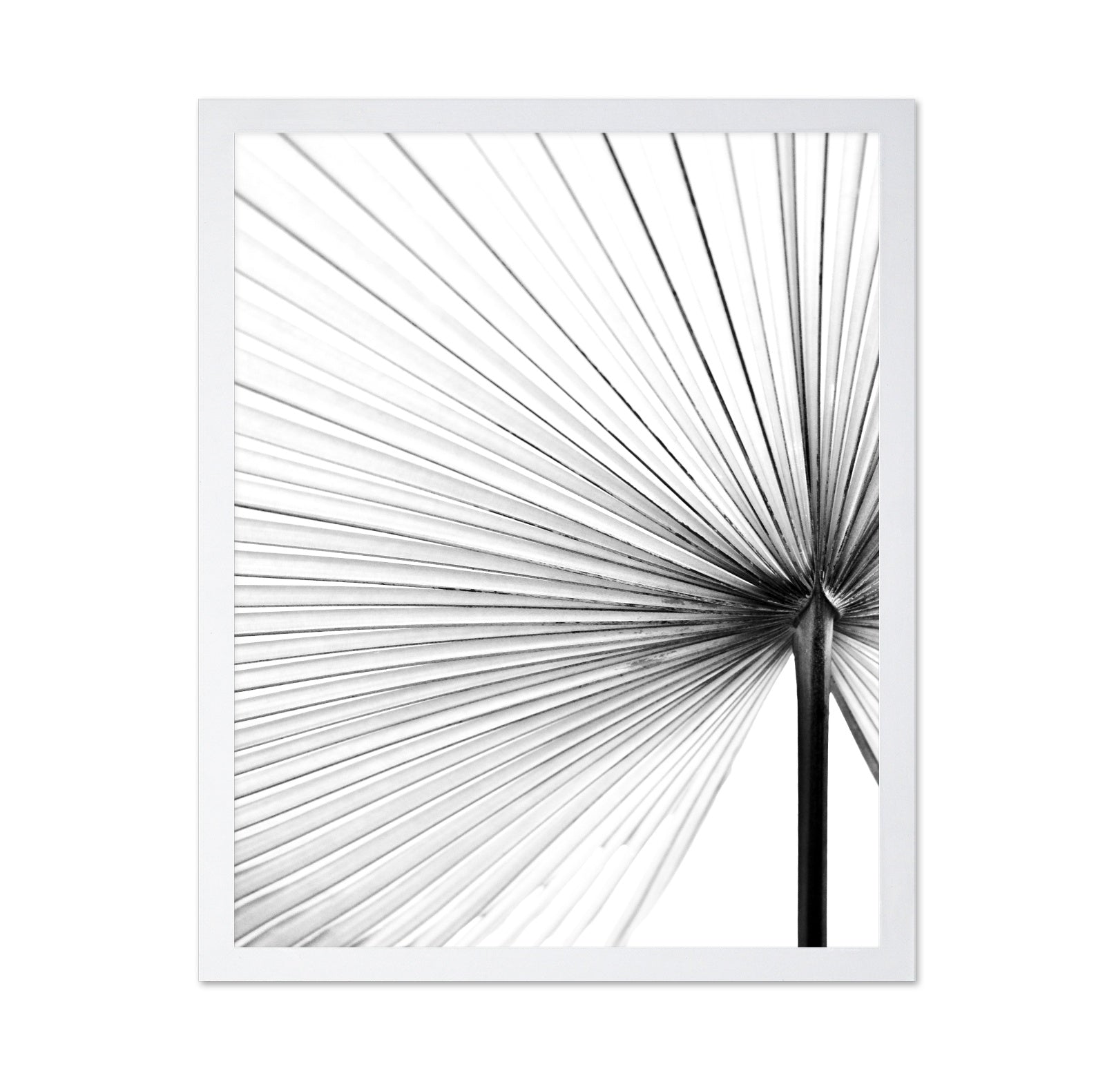 Palm Leaf Lines No2