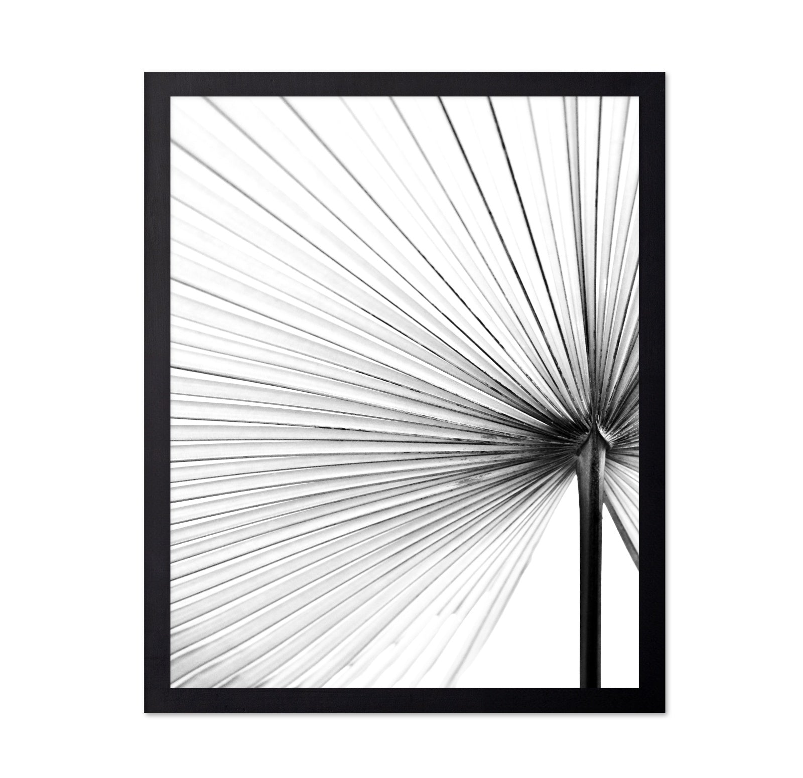 Palm Leaf Lines No2