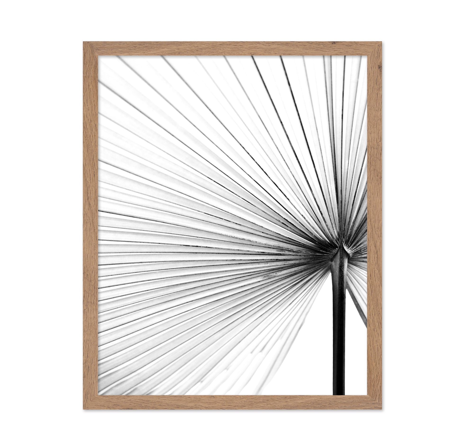 Palm Leaf Lines No2