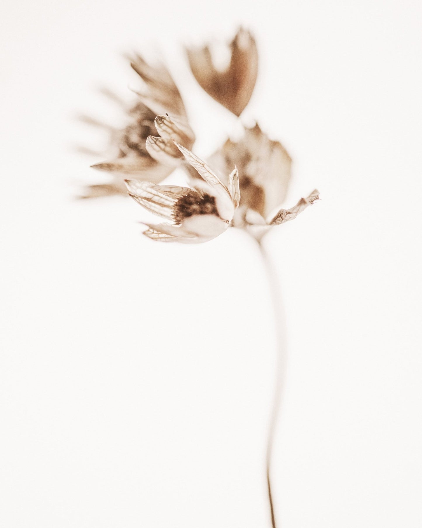 Soft Botanical Stem