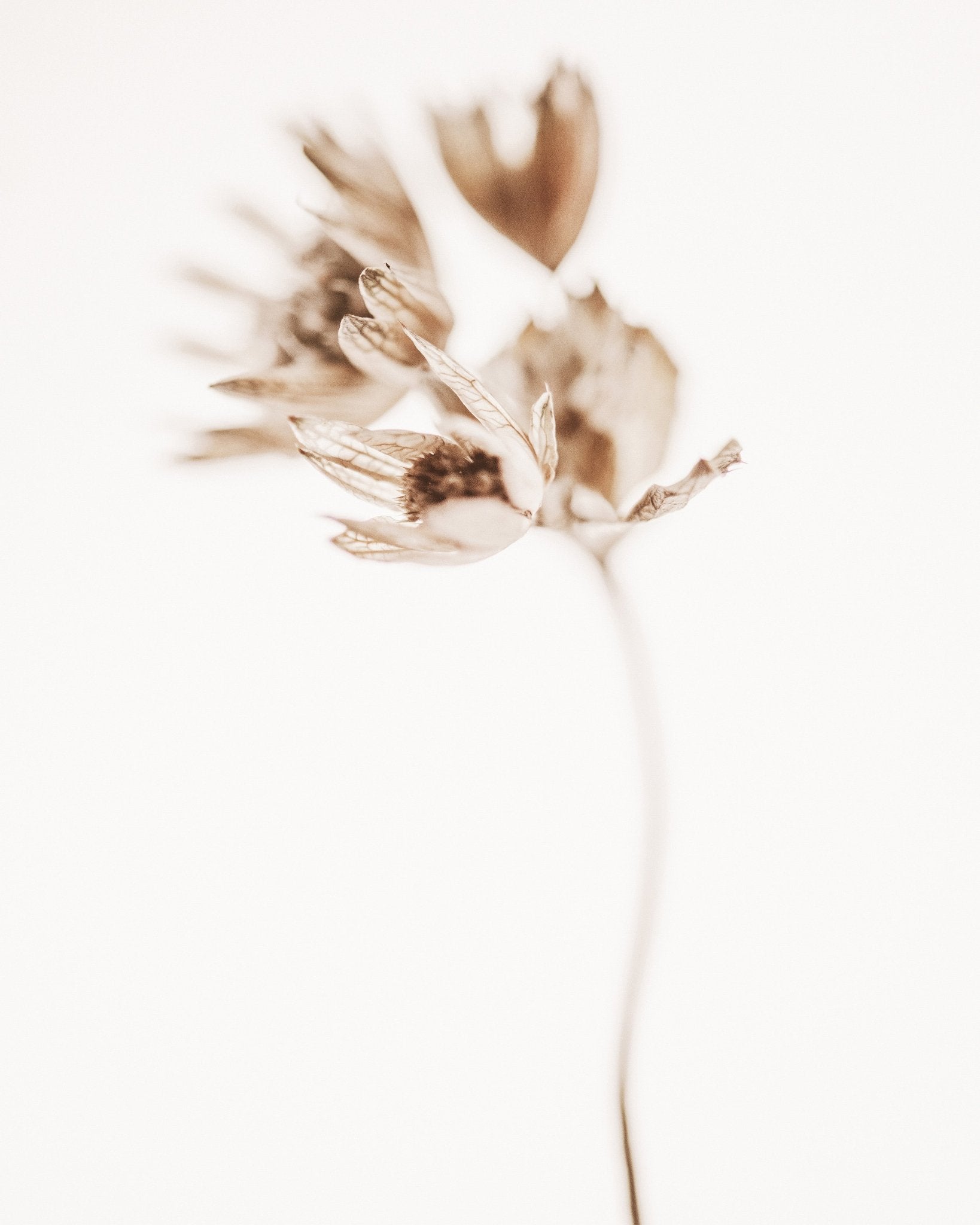 Soft Botanical Stem