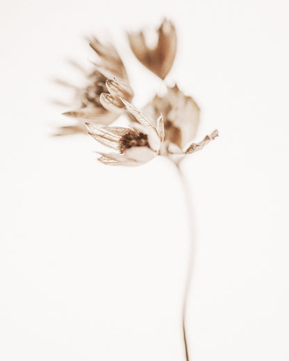 Soft Botanical Stem
