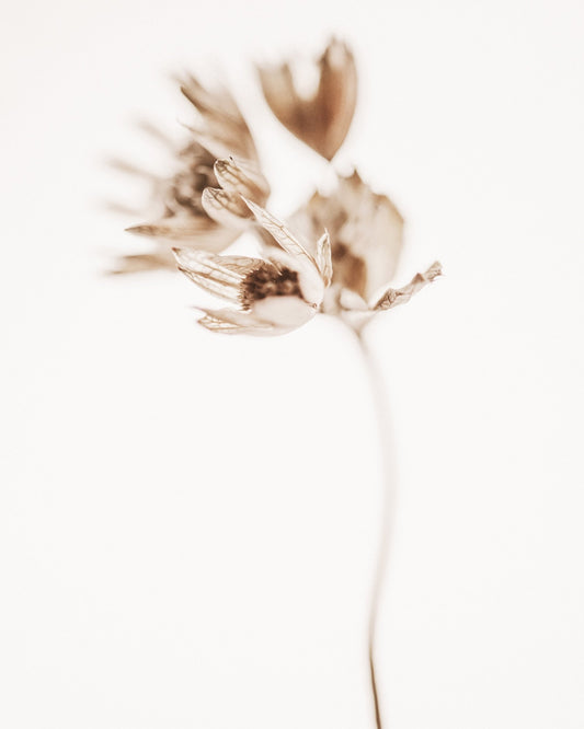 Soft Botanical Stem