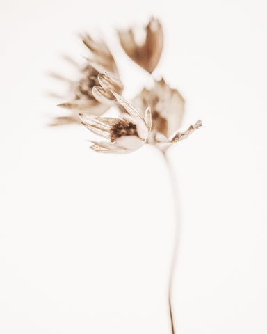 Soft Botanical Stem