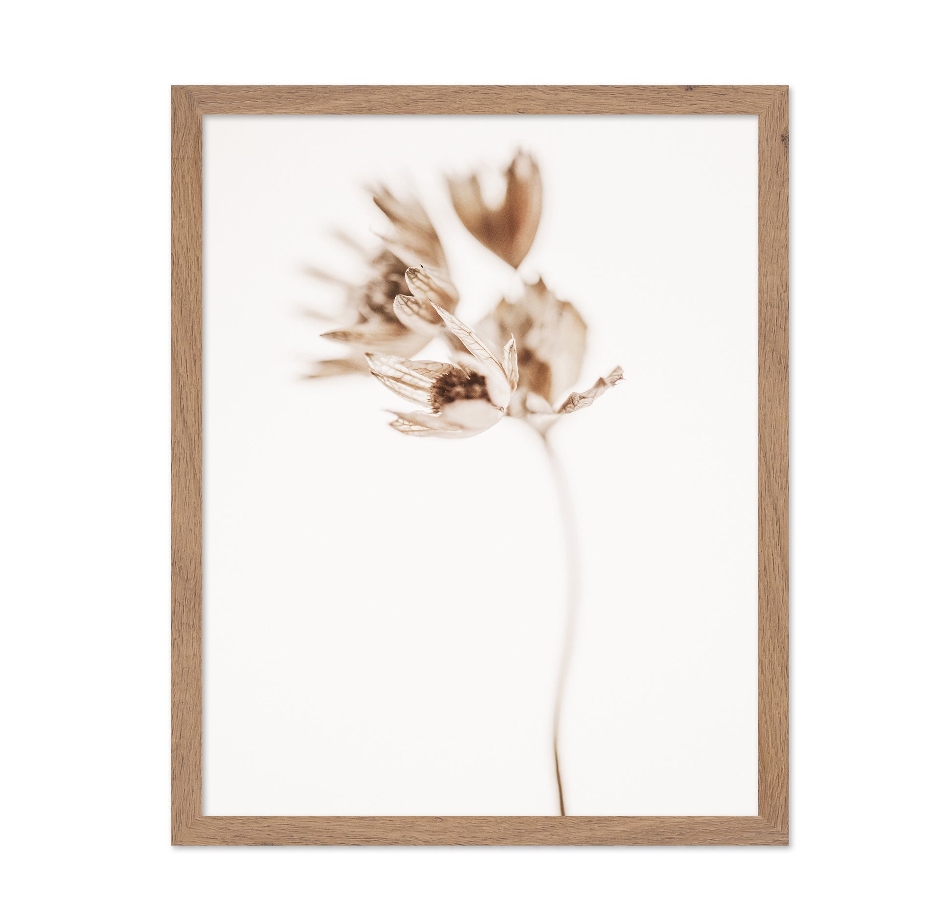 Soft Botanical Stem