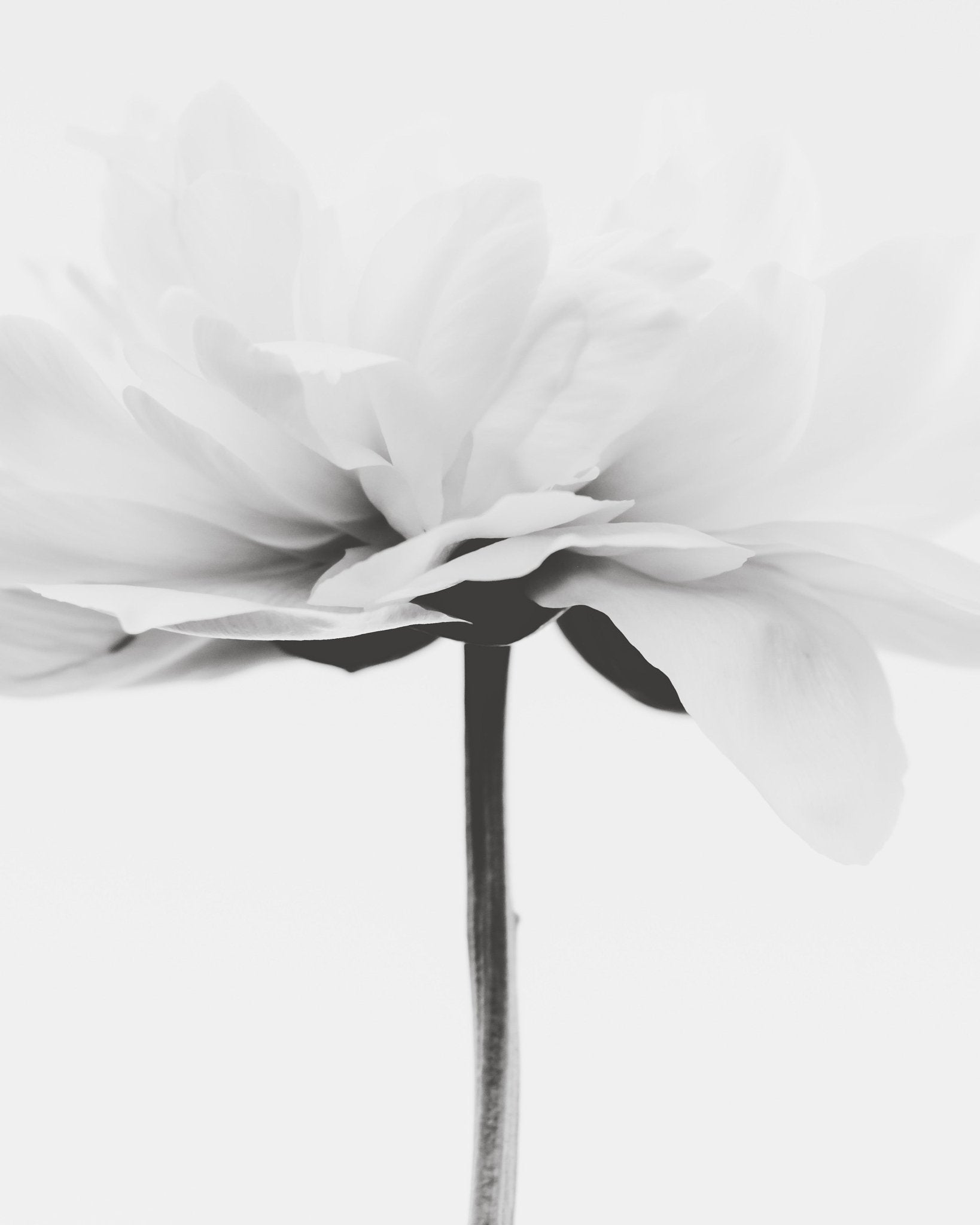 Minimal Flower Stem