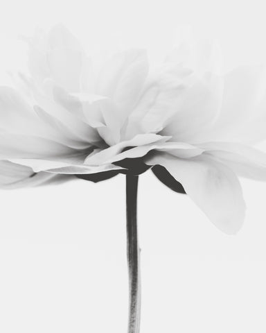 Minimal Flower Stem