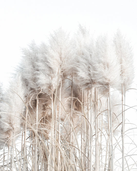 Soft Pampas Grass