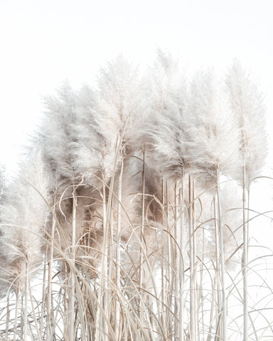 Soft Pampas Grass