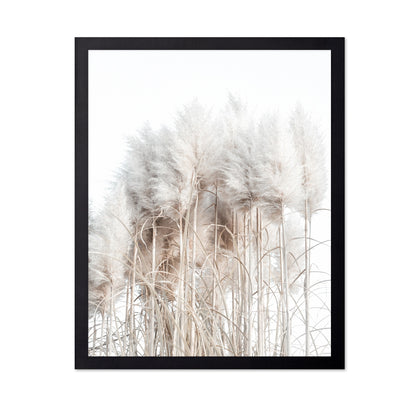 Soft Pampas Grass