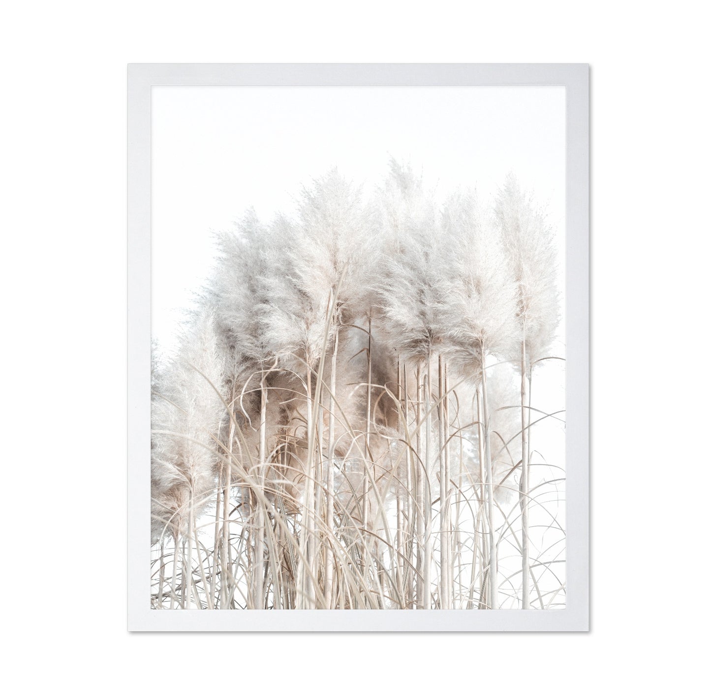 Soft Pampas Grass