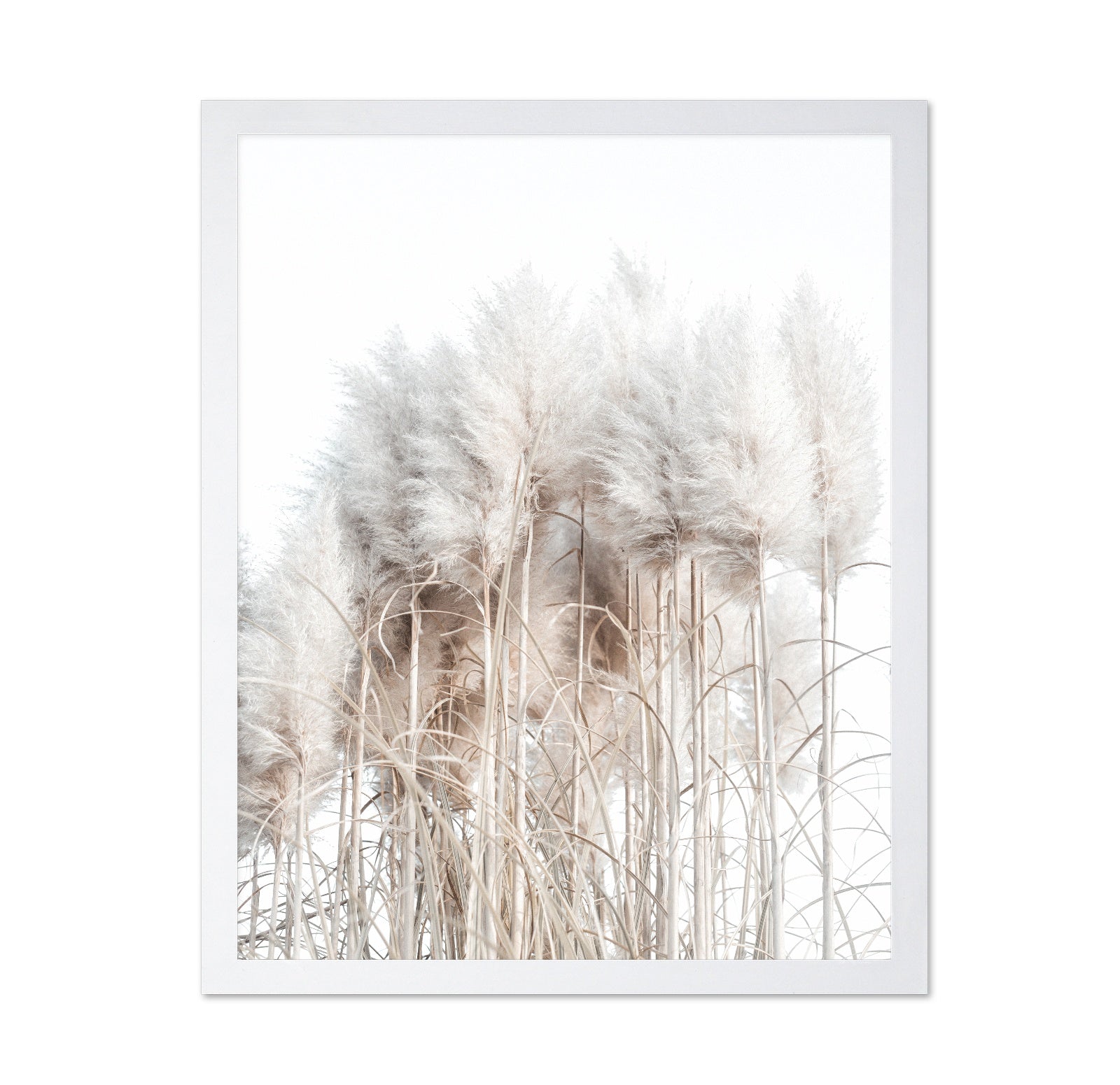 Soft Pampas Grass