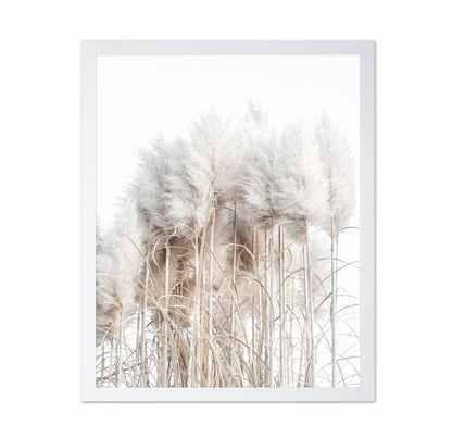 Soft Pampas Grass