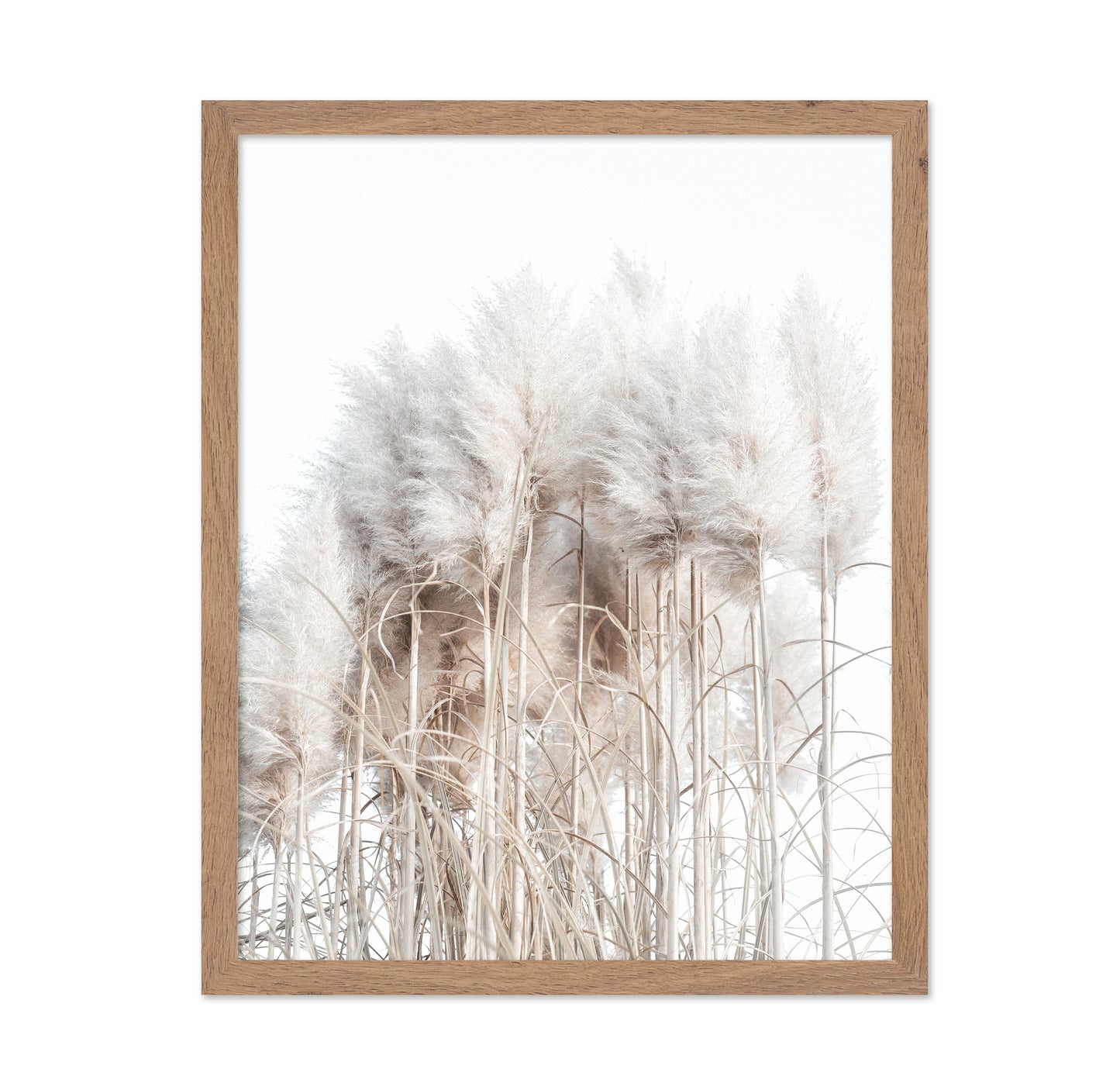 Soft Pampas Grass