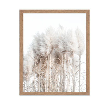 Soft Pampas Grass