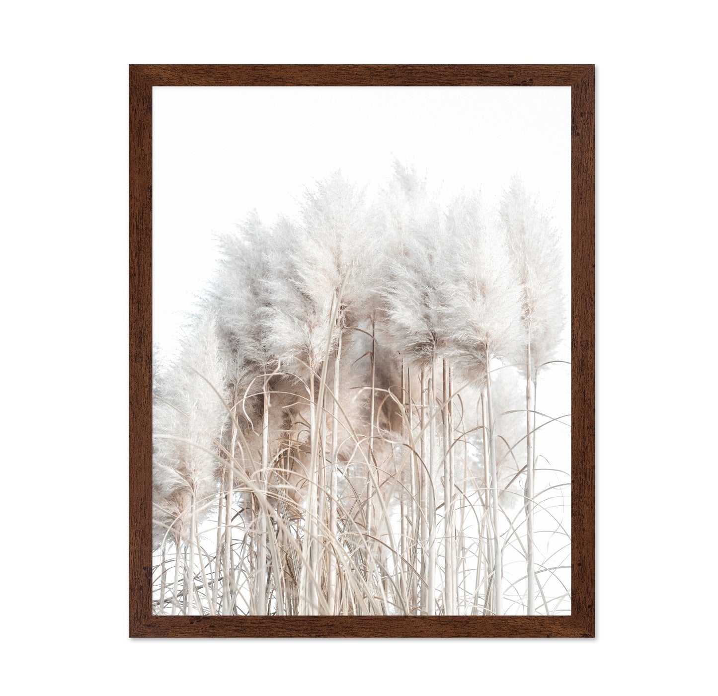 Soft Pampas Grass