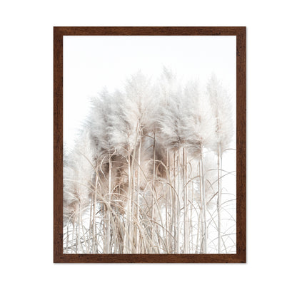 Soft Pampas Grass
